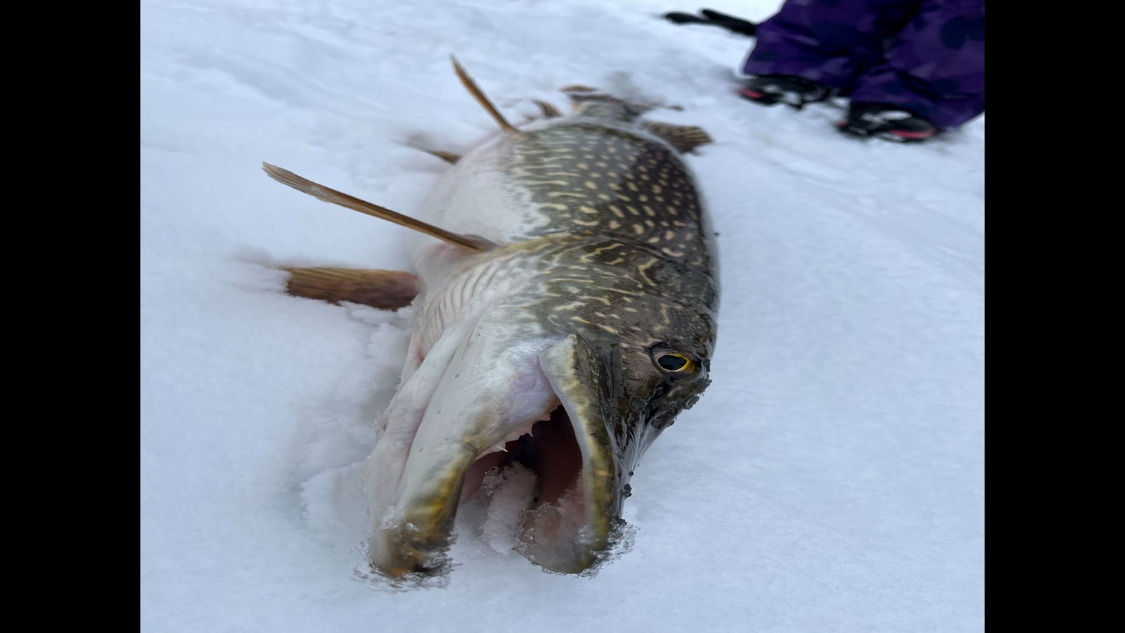Whitefish Fishing Trips